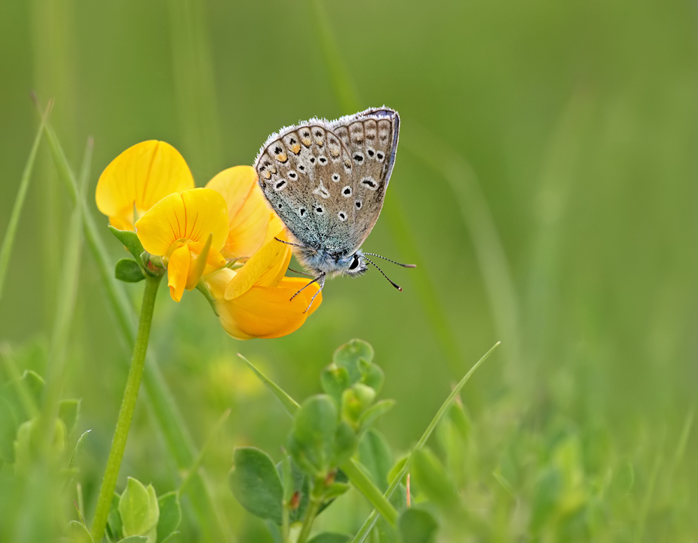 Common Blue 3